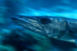 Barracuda-Slow shutter pan by Karl Dietz 